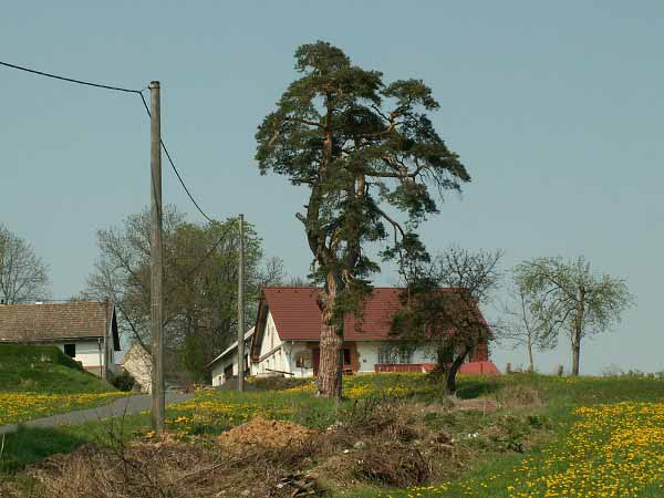 Tajanovsk borovice