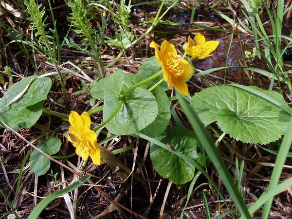Příroda na Kolinecku