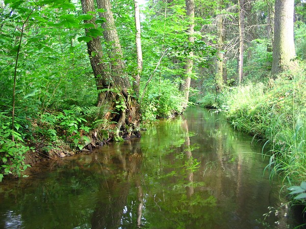 Příroda na Kolinecku