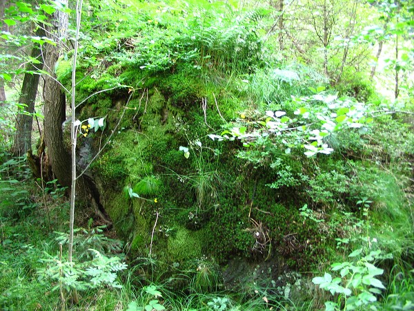 Příroda na Kolinecku