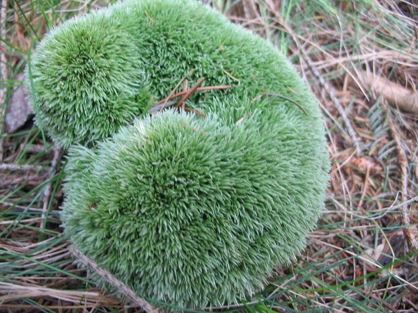 Příroda na Kolinecku