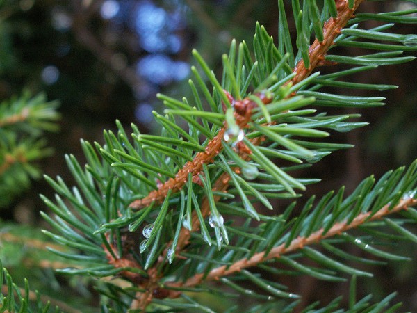 Příroda na Kolinecku