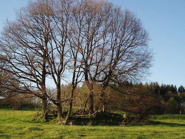 Příroda na Kolinecku