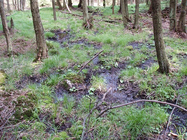 Příroda na Kolinecku