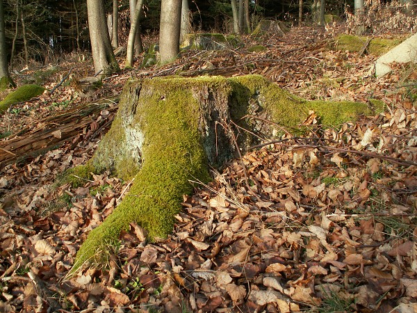 Příroda na Kolinecku