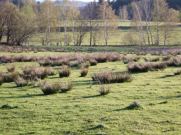 Příroda na Kolinecku
