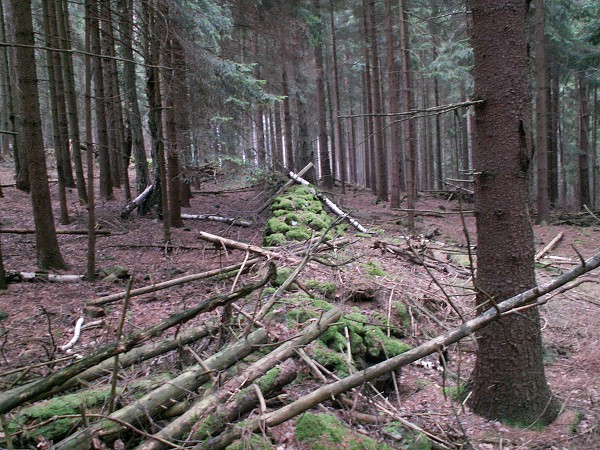 Příroda na Kolinecku