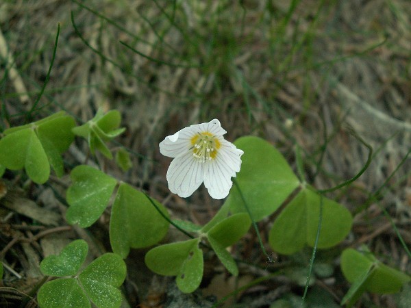 Příroda na Kolinecku