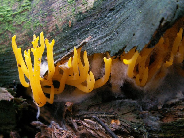 Příroda na Kolinecku