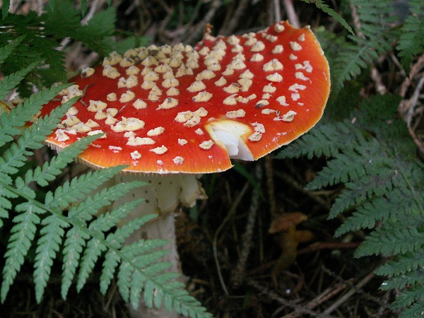 Příroda na Kolinecku