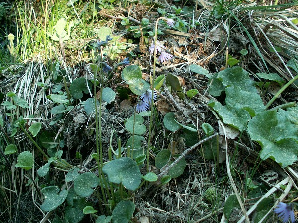 Příroda na Kolinecku