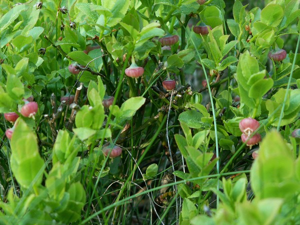 Příroda na Kolinecku