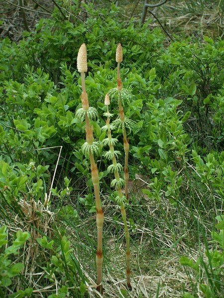 Příroda na Kolinecku