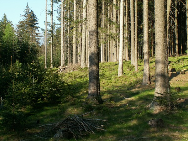 Příroda na Kolinecku