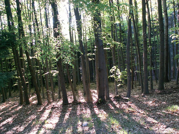 Příroda na Kolinecku