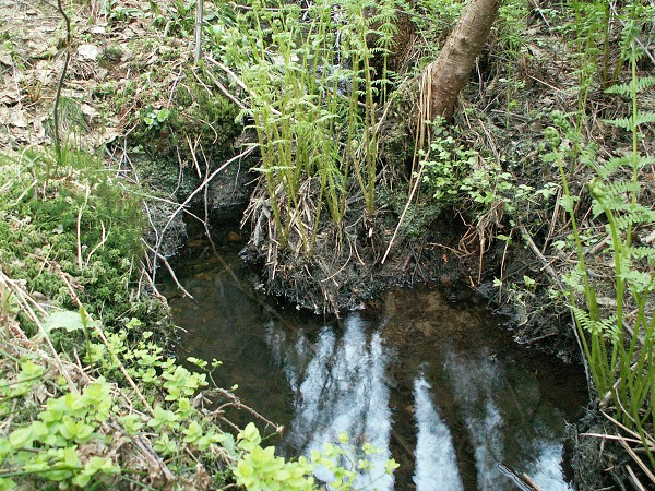 Příroda na Kolinecku