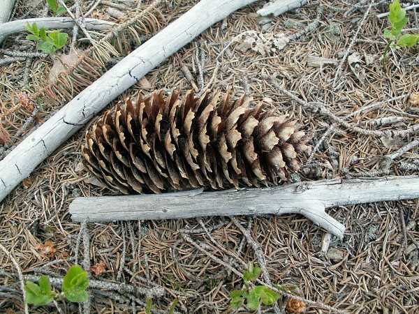 Příroda na Kolinecku