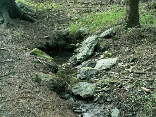 Příroda na Kolinecku