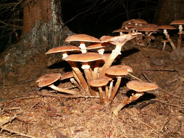 Příroda na Kolinecku