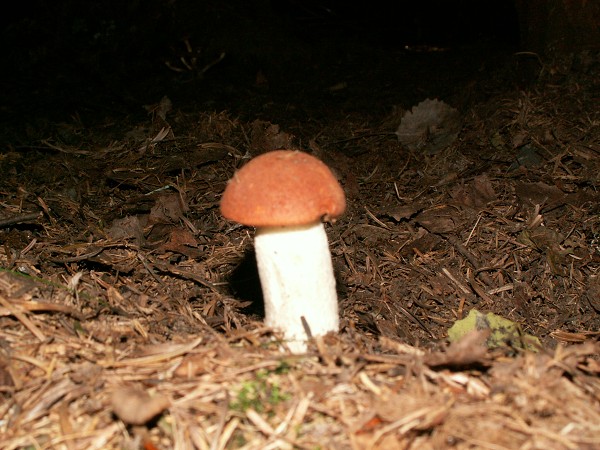 Příroda na Kolinecku