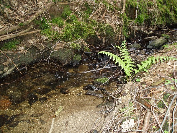 Příroda na Kolinecku