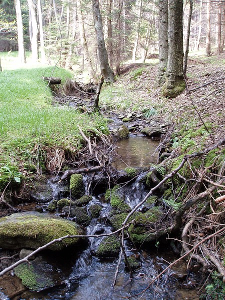 Příroda na Kolinecku