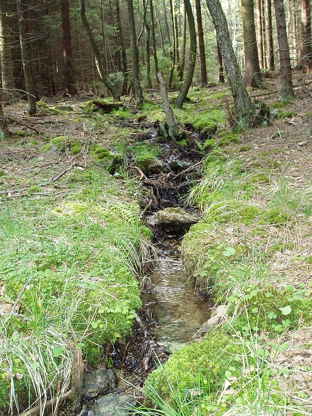 Příroda na Kolinecku