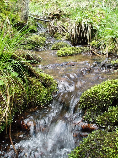 Příroda na Kolinecku