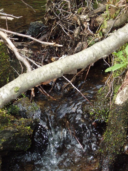 Příroda na Kolinecku