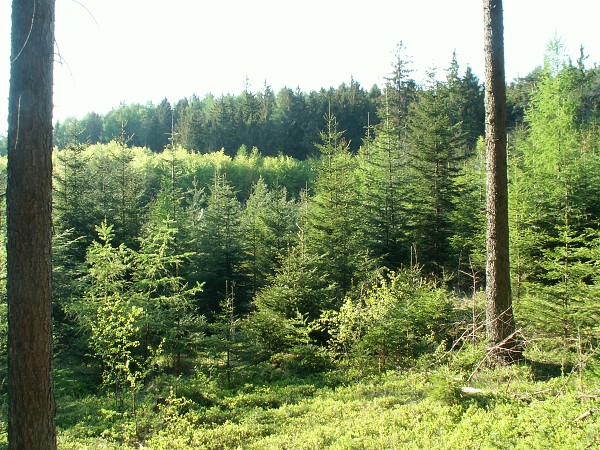 Příroda na Kolinecku