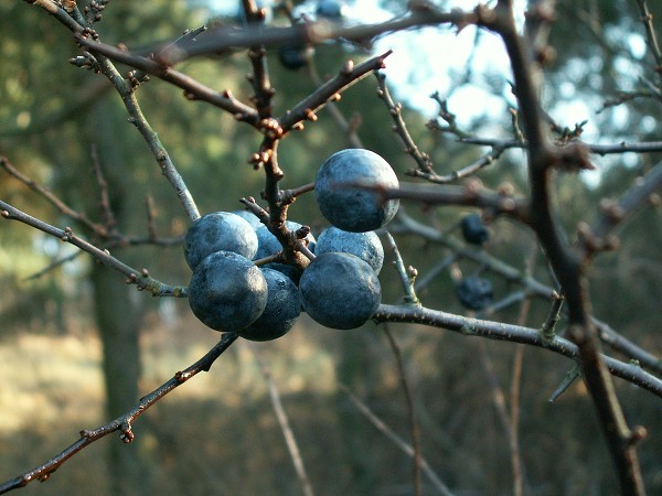 Příroda na Kolinecku