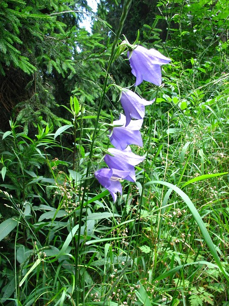 Příroda na Kolinecku